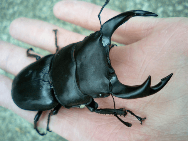 国産オオクワガタ 韮崎F3