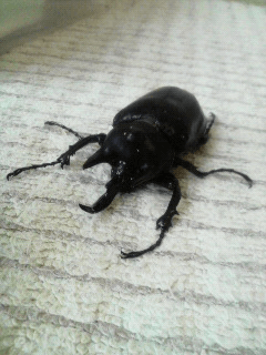 レックスゾウカブト（アクティオン）