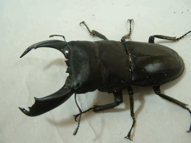 テイオウヒラタクワガタ