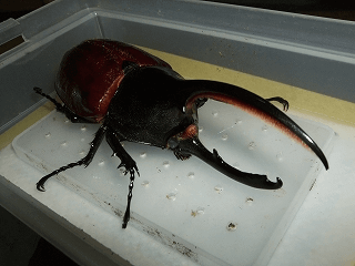 ヘラクレス・オキシデンタリス