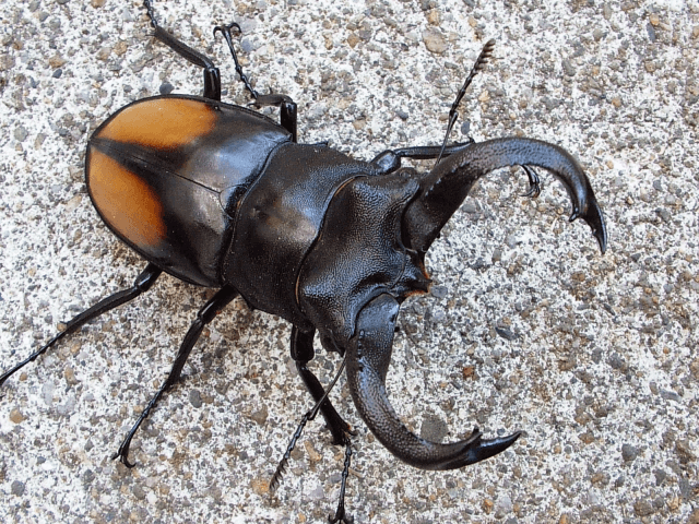 セアカフタマタクワガタ