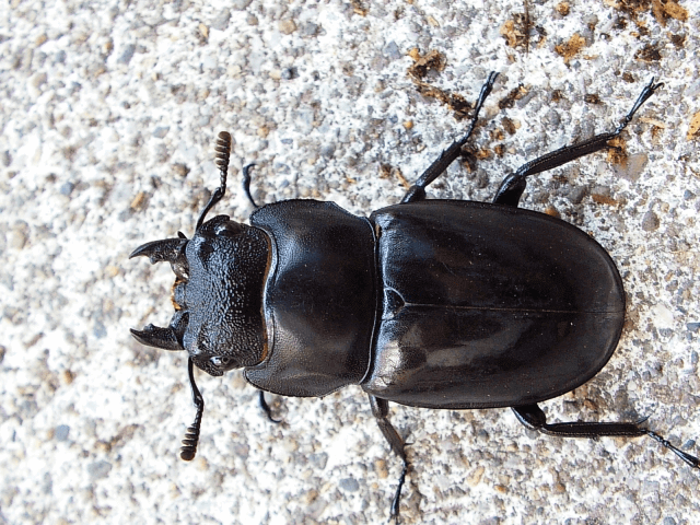 セアカフタマタクワガタ