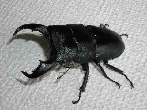 スラウェシオオヒラタクワガタ　内歯下がり