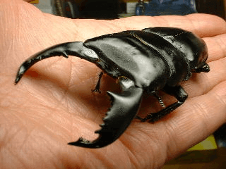 スマトラオオヒラタクワガタ