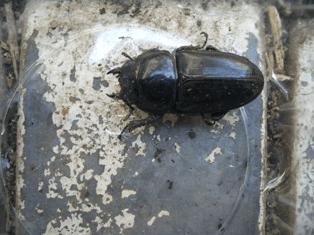 国産オオクワガタ 三重嬉野町F2