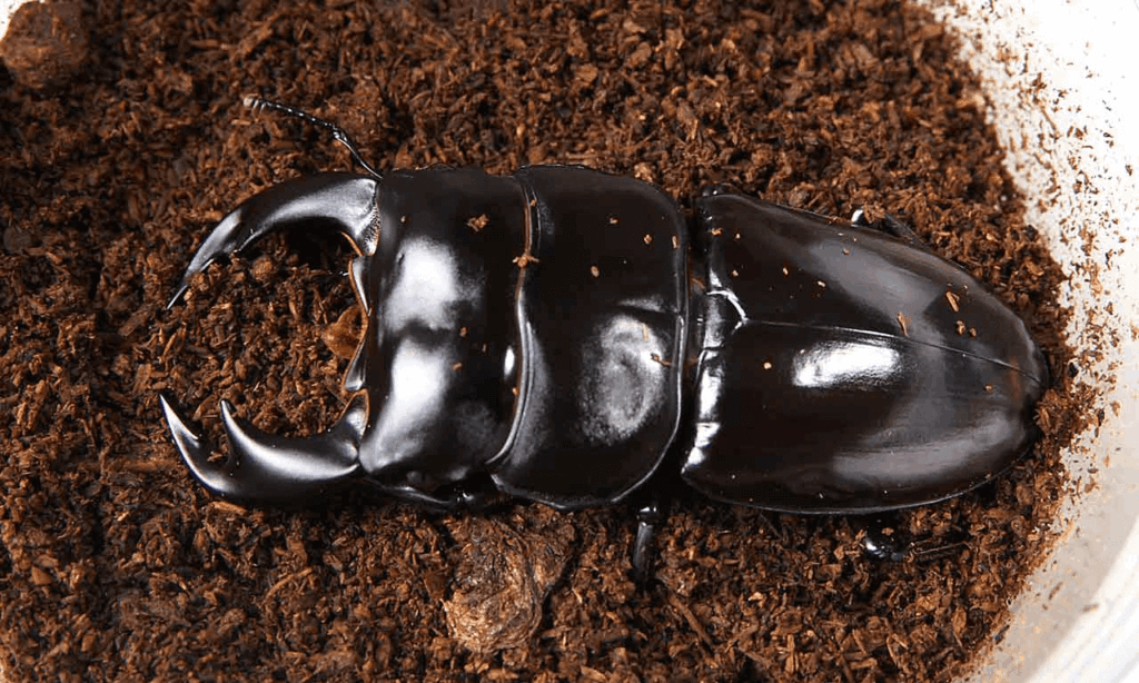 アンタエウスオオクワガタ　インドダージリン