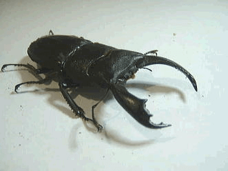 テイオウヒラタクワガタ