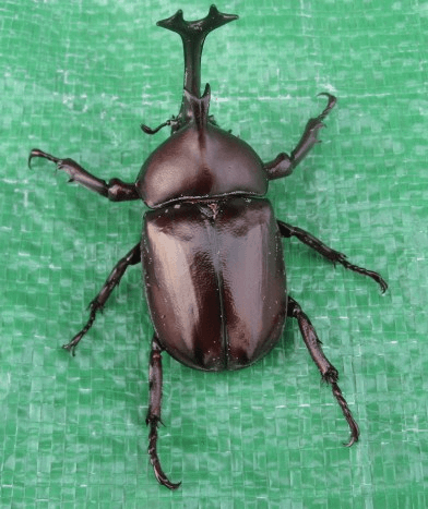 国産カブトムシ