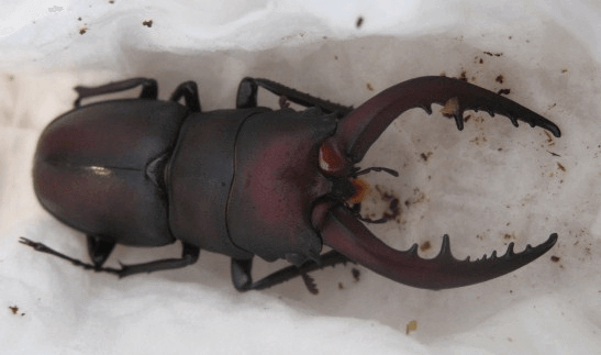 国産ノコギリクワガタ　淡路