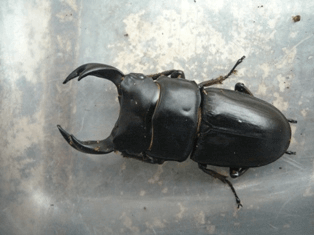 国産オオクワガタ 阿古谷