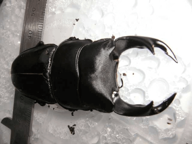 国産オオクワガタ