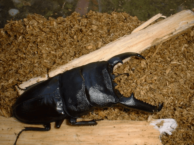 パラワンオオヒラタクワガタ