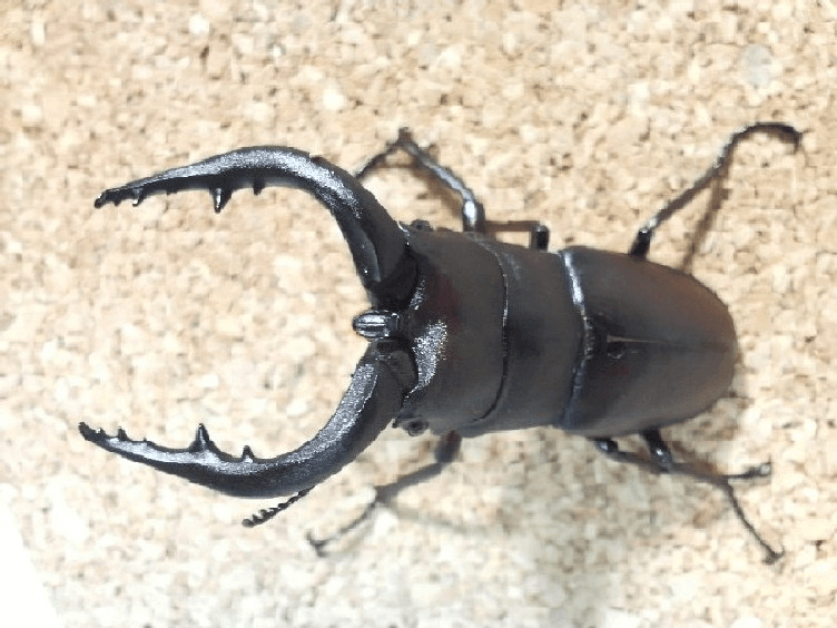 国産ノコギリクワガタ