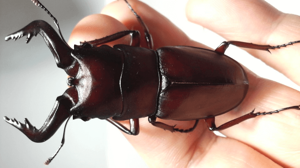 国産ノコギリクワガタ