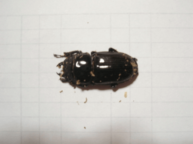 国産オオクワガタ 上阿古谷