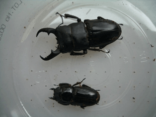 国産ヒラタクワガタ　群馬F2