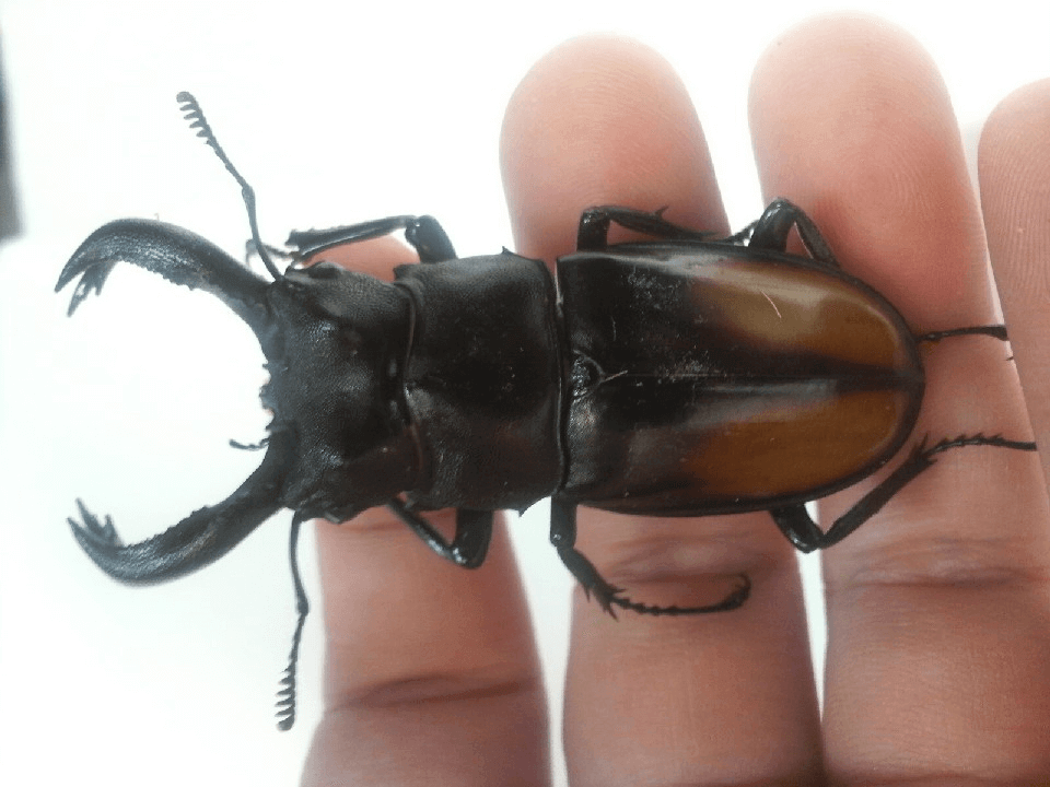 セアカフタマタクワガタ