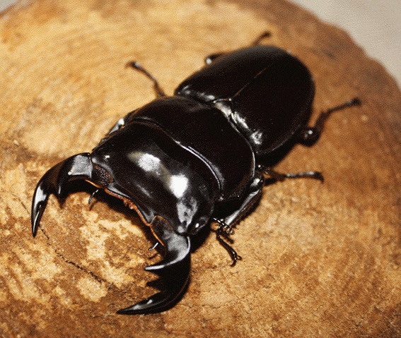 アンタエウスオオクワガタ　マレーブルーバレー