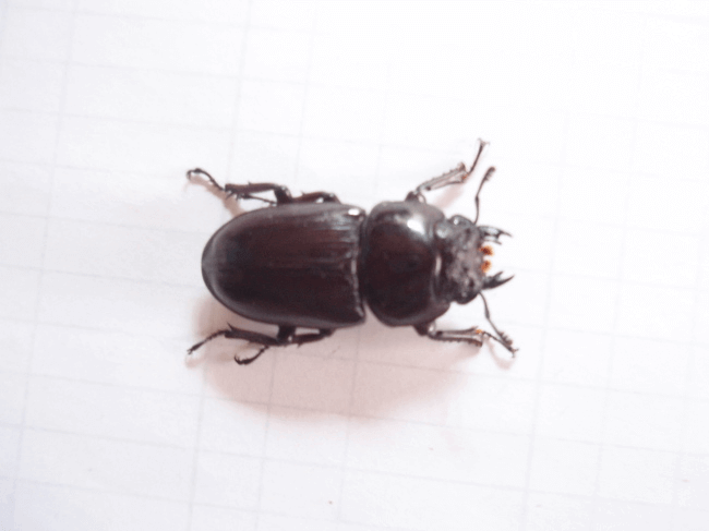 国産オオクワガタ　産地不明