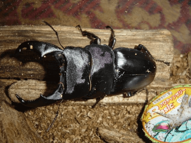 スマトラオオヒラタクワガタ