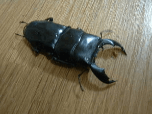 スマトラオオヒラタクワガタ