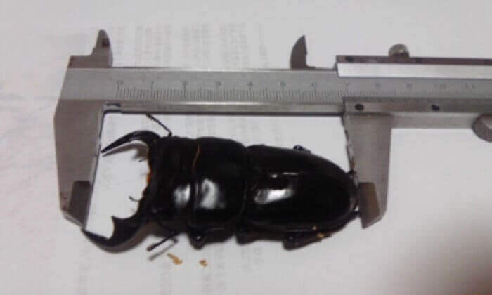 アンタエウスオオクワガタ　ブータンCB