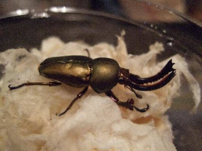 パプアキンイロクワガタ　ワナメ