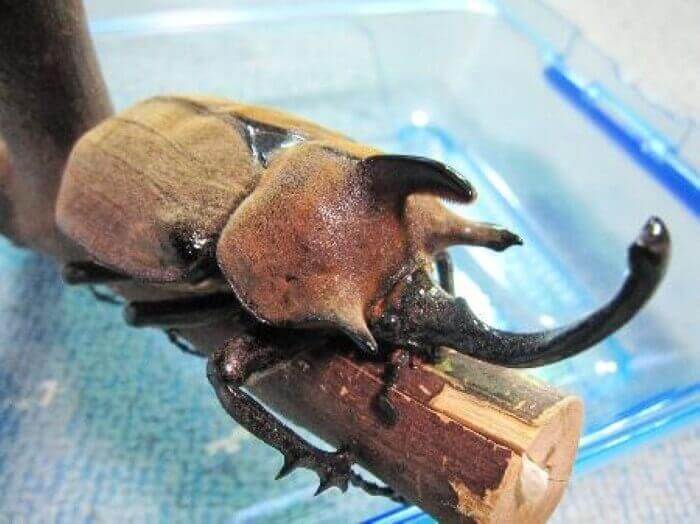 ギアスポリオンゾウカブト