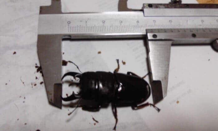 ダイトウヒラタクワガタ