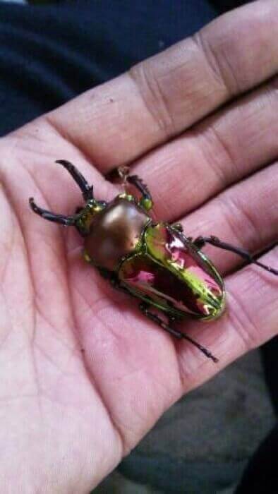 ニジイロクワガタ