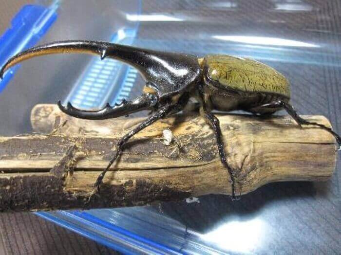 ヘラクレス・ヘラクレス