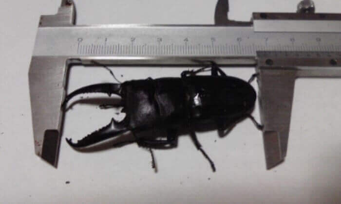 ツシマヒラタクワガタ