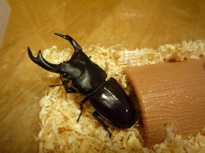 国産オオクワガタ 兵庫県