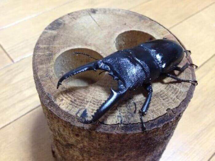 ツシマヒラタクワガタ