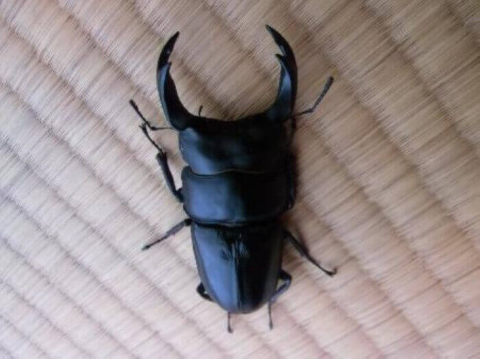 国産オオクワガタ 能勢