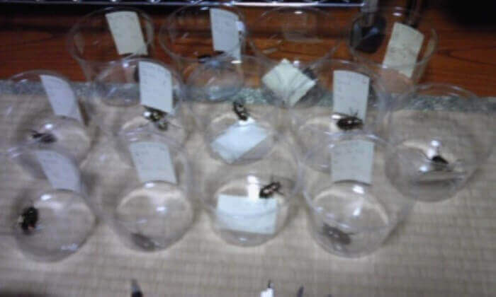 ニジイロクワガタ　クイーンズランド