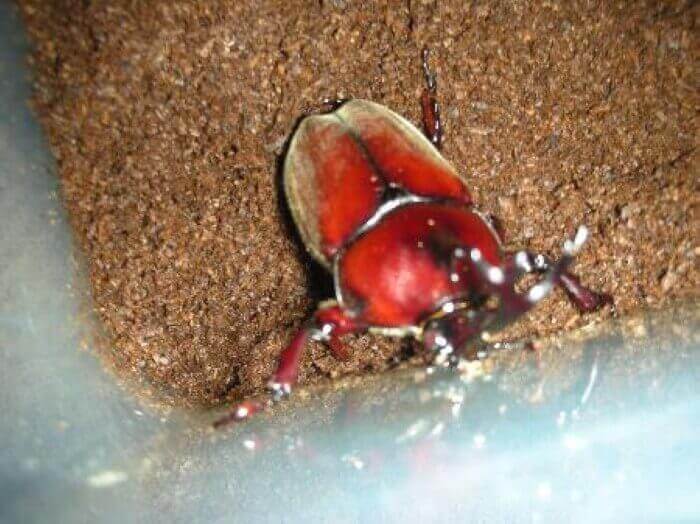 国産カブトムシ レッド