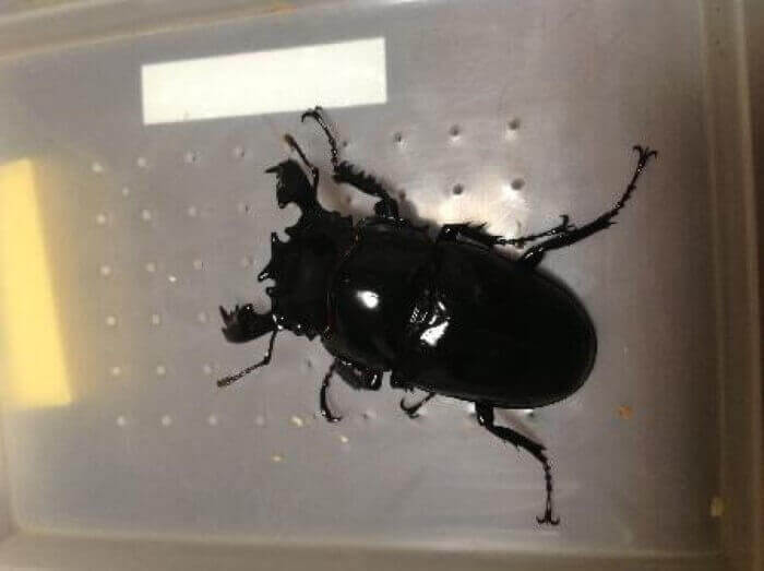 タランドゥスオオツヤクワガタ