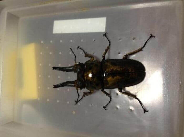 ババオウゴンオニクワガタ