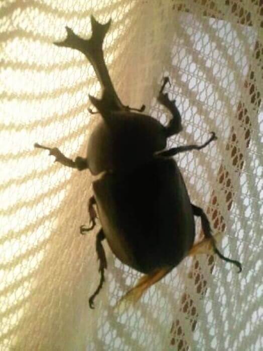 国産カブトムシ