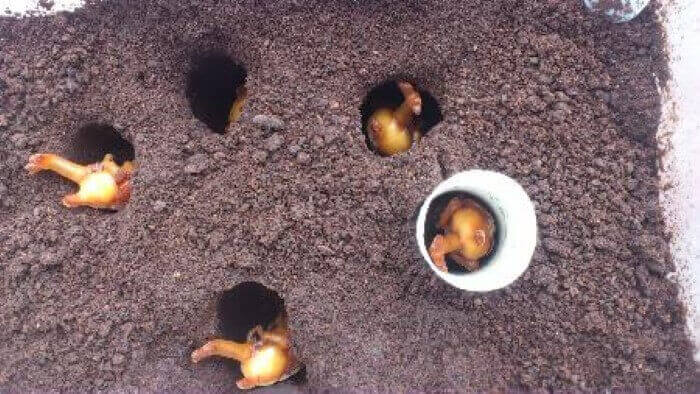 国産カブトムシ