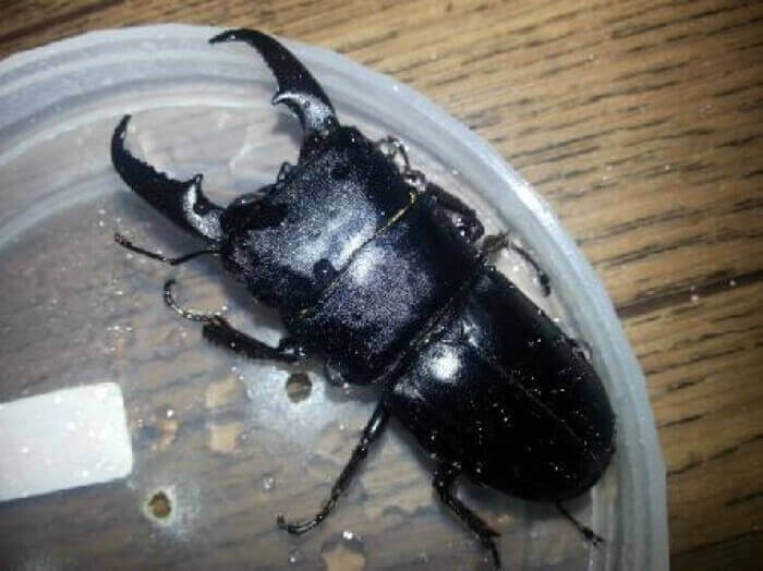 国産ヒラタクワガタ　兵庫県