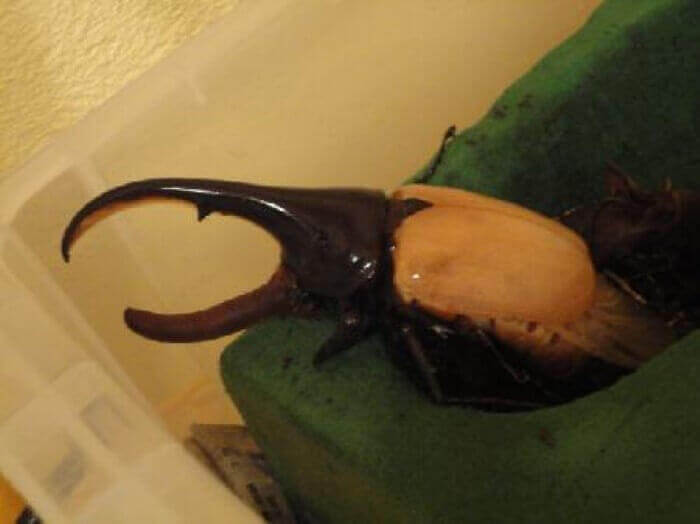 ヘラクレス・ヘラクレス