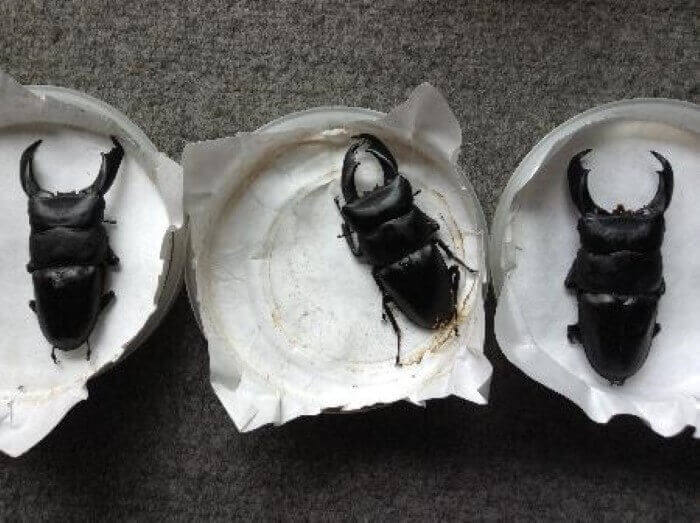 テイオウヒラタクワガタ