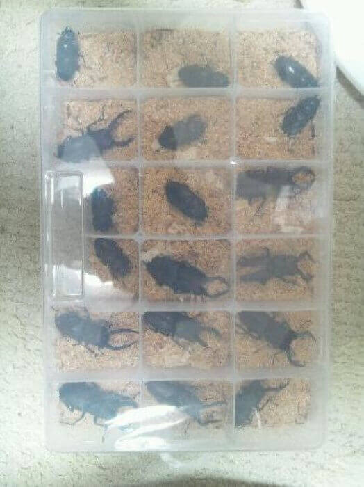 国産ノコギリクワガタ　熊本WF1