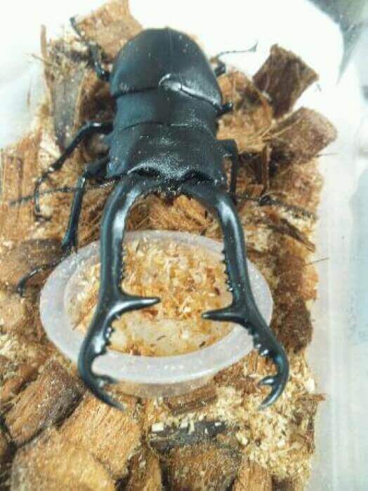 ギラファノコギリクワガタ　フローレス