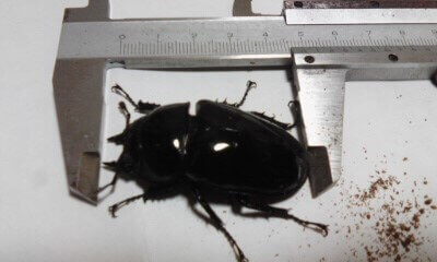 タランドゥスオオツヤクワガタ