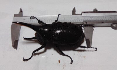 ヘラクレス・ヘラクレス