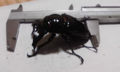 タランドゥスオオツヤクワガタ