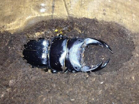 国産オオクワガタ 能勢